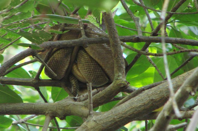 Sleeping boa constrictor © BW Media